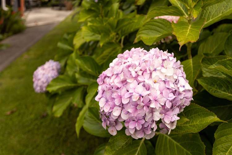 48a Beaver Road Blenheim Central_20