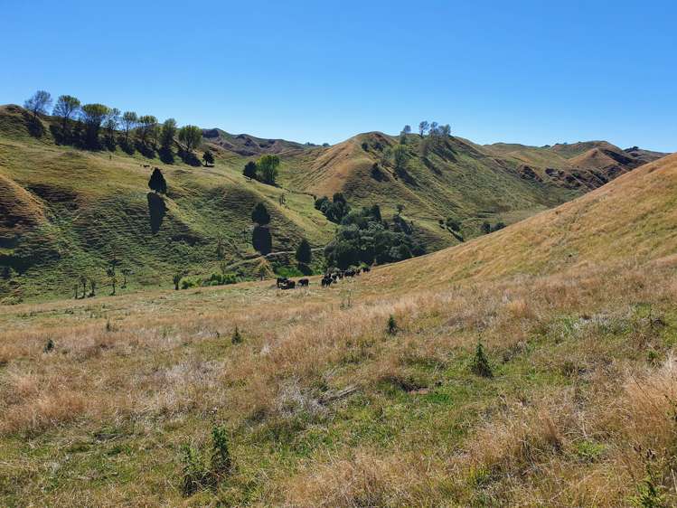 386 State Highway 4 Upokongaro_19