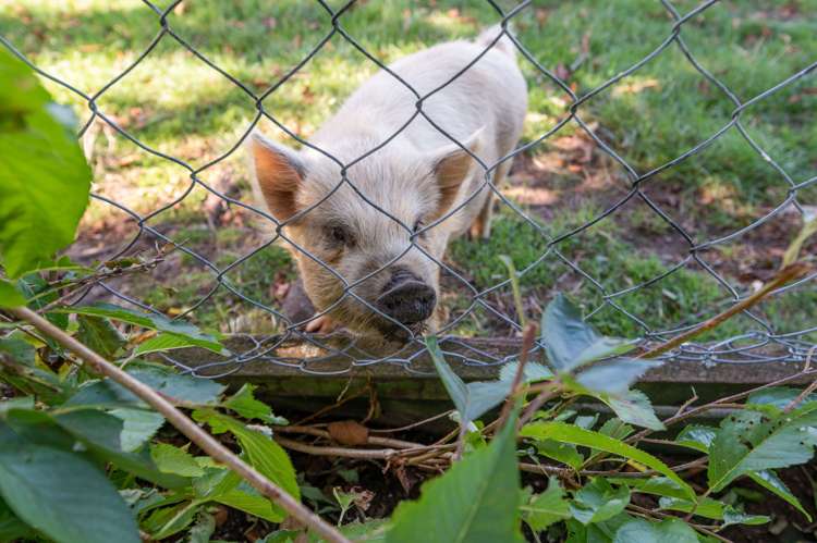 254 Dalbeth Road Hamurana_21