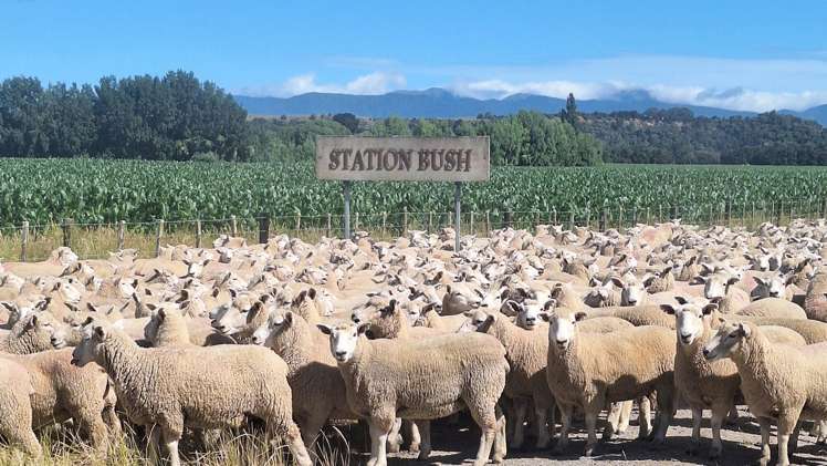 429 Riverside Road Martinborough_15