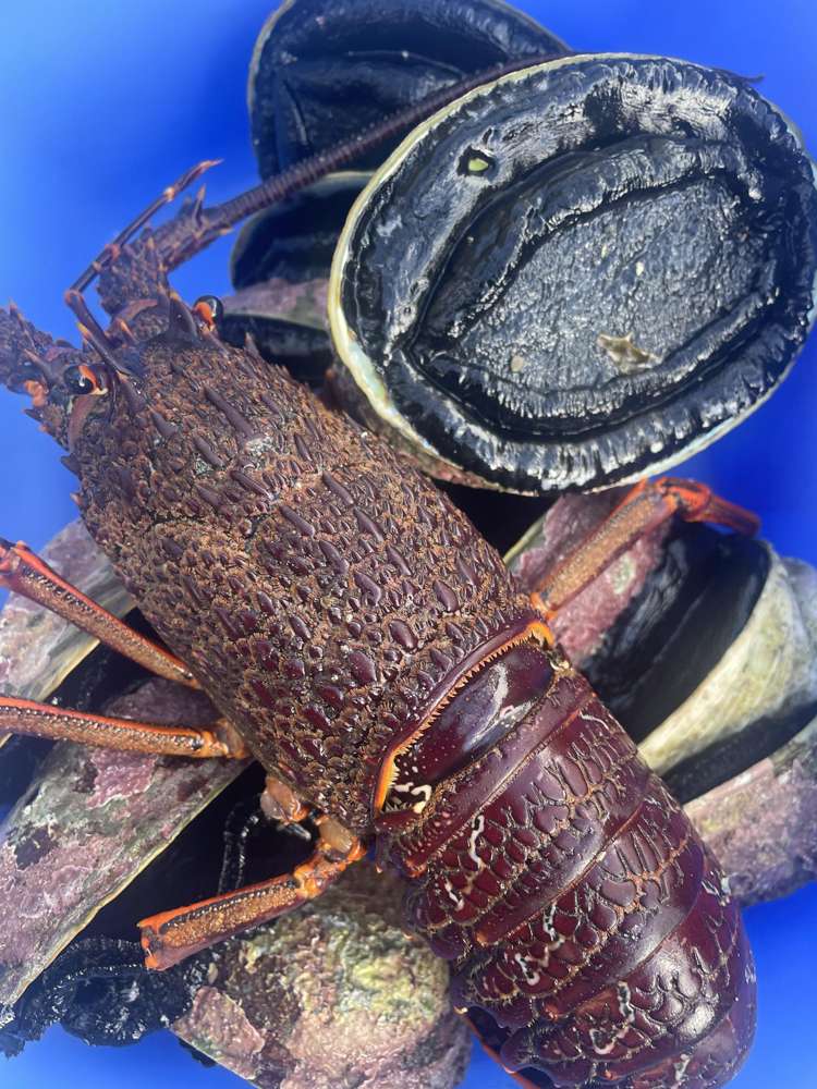 645A Te Awaiti Road Martinborough_44