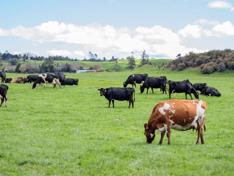 506 Tauranga Direct Road Hamurana_9