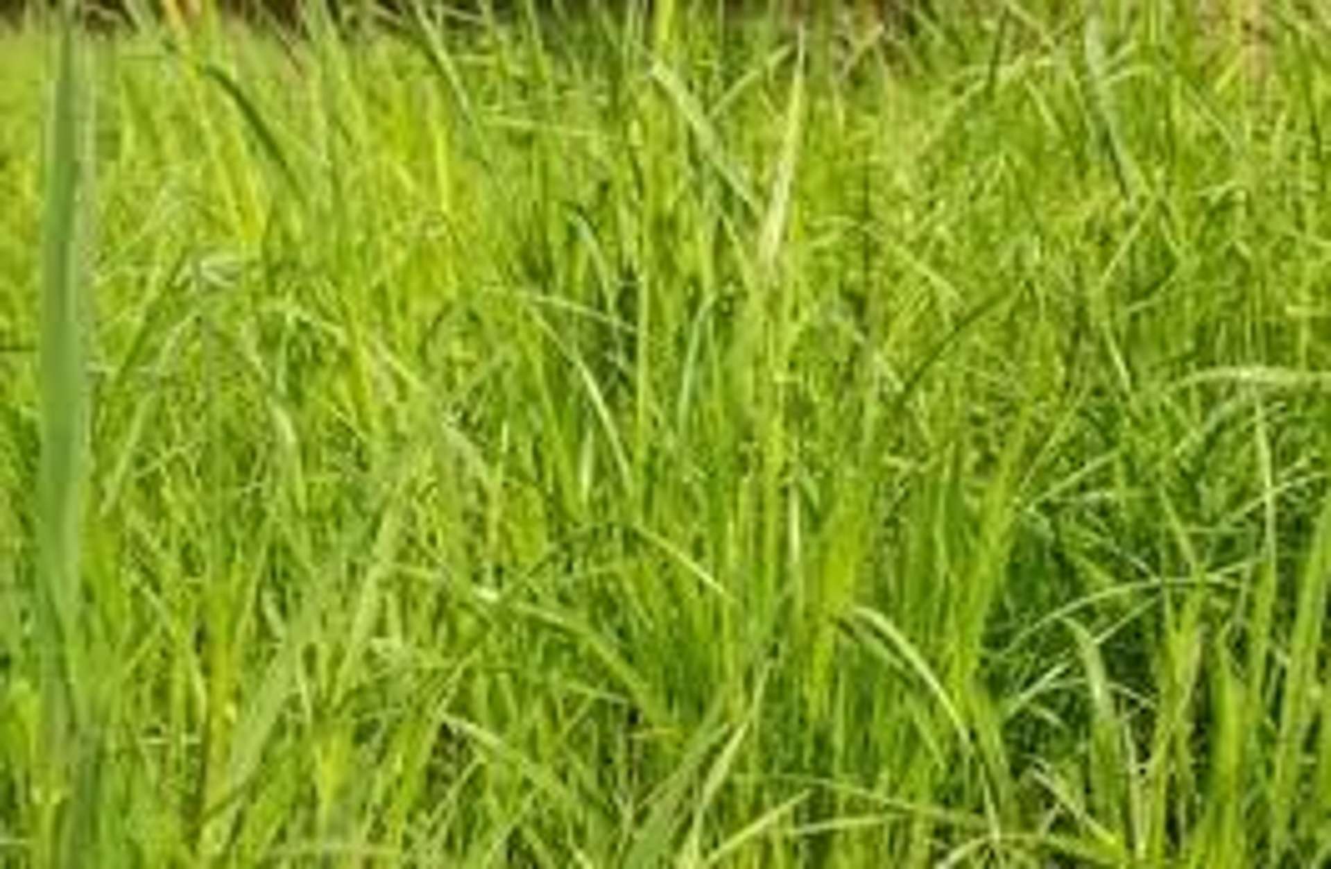 LOT 40 Paerata Rise Paerata_0