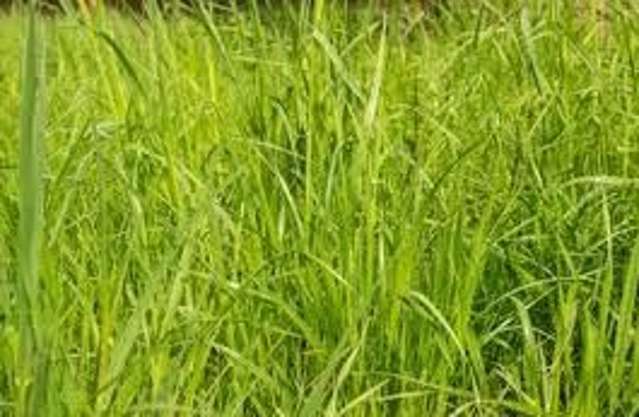 LOT 40 Paerata Rise Paerata_1