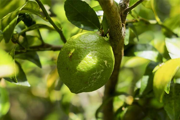 24 Anchorage Grove Maungatapu_62