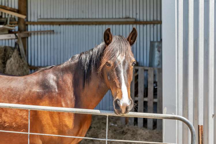 80 Lovell Road Ruatangata West_22