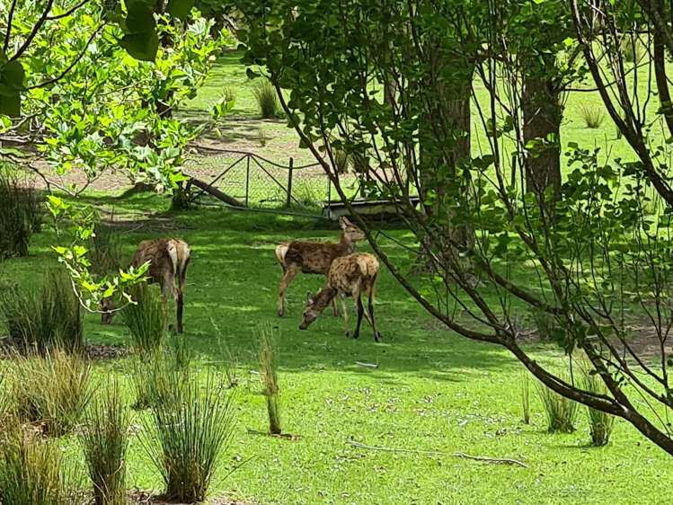 1321 Pack Spur Road Mataikona_30