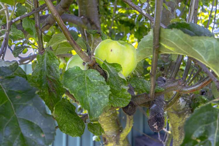 50 Colman Avenue Sockburn_8