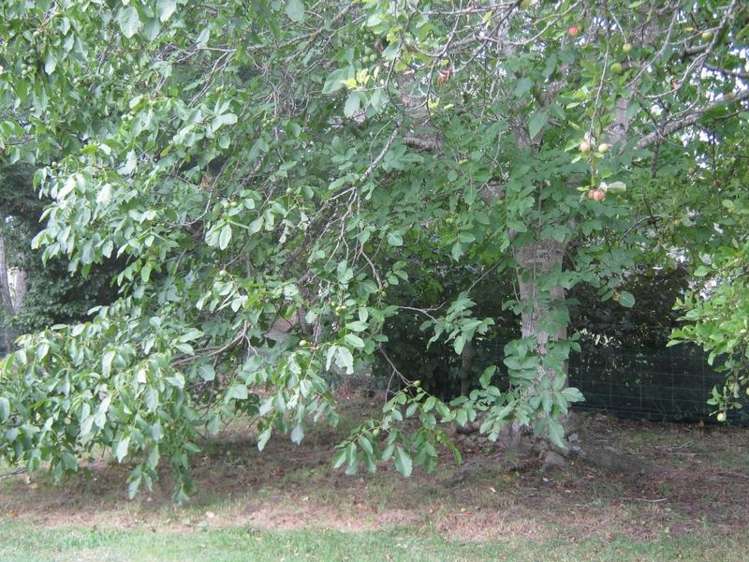 1192a Peel Forest Road Mesopotamia_14