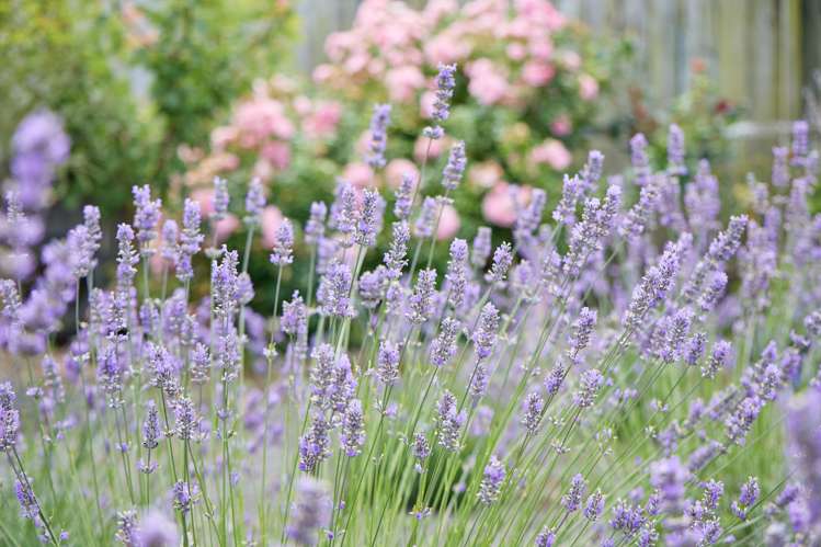 219 Beach Road Kaikoura_47