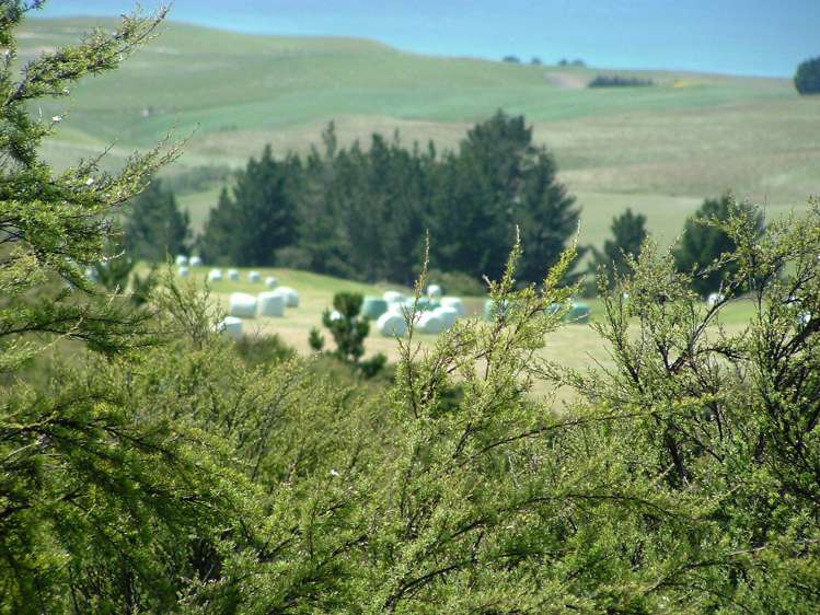 Horse Range Road Palmerston_6