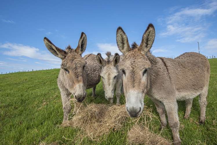 83 Price Road Mangapai and Surrounds_18