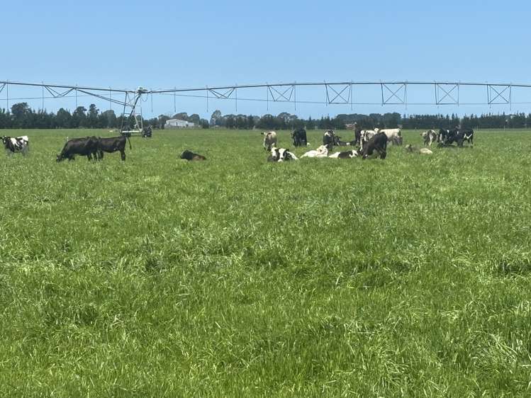 Burnham Road Temuka_19