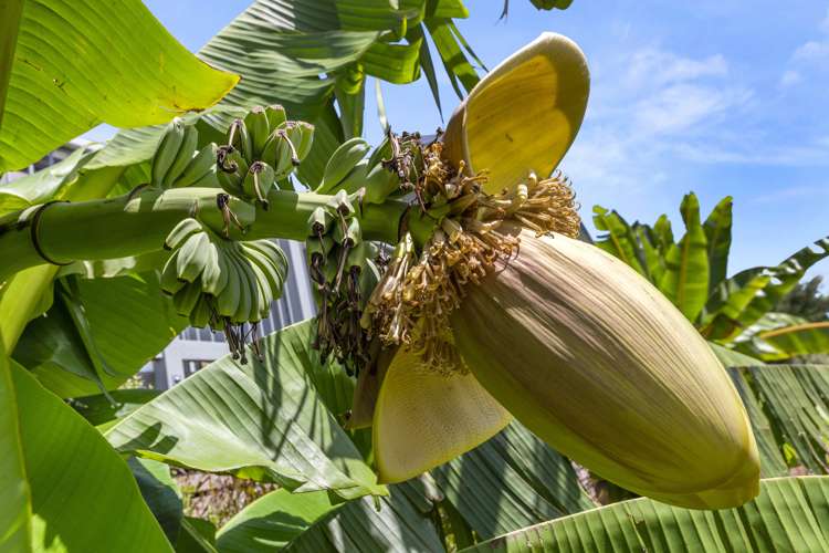 25d Primrose Street Raglan_32