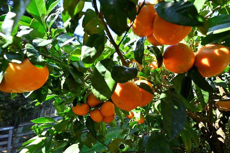 87 Hartway Grove Coatesville_33