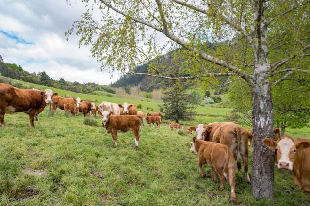 98 Thorpe-Orinoco Road Ngatimoti_3