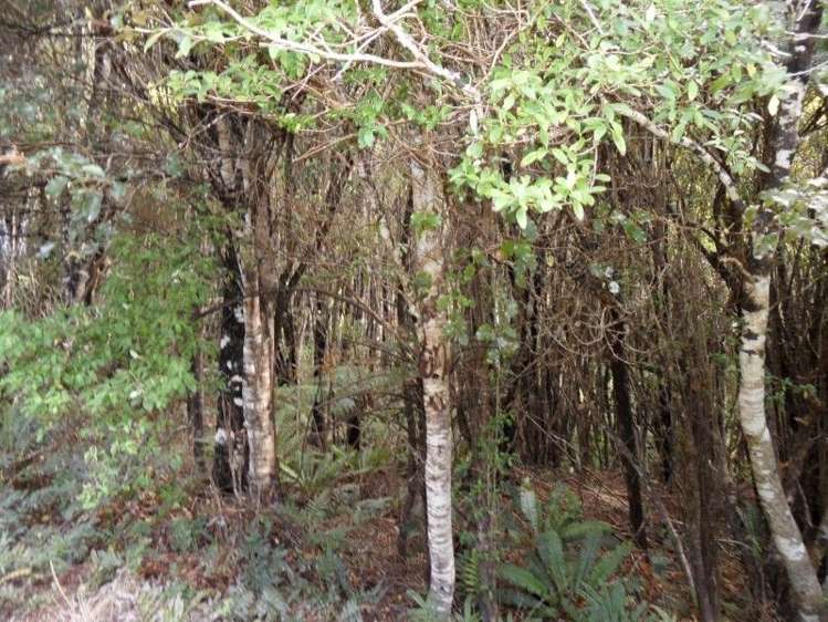 343 Back Road Stewart Island/Rakiura_27