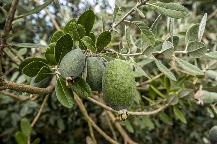 149 State Highway 51 Karamu_19