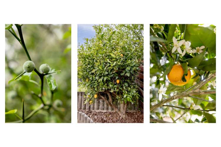 16 Langstone Street Welcome Bay_20