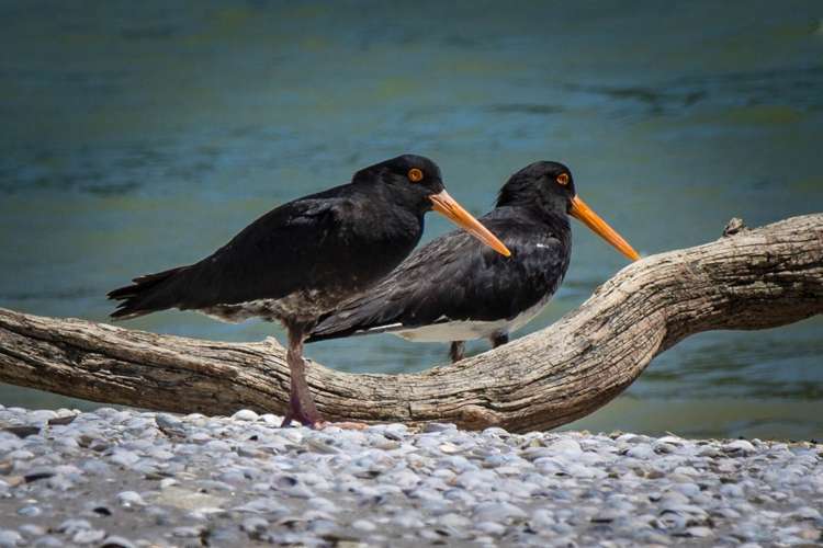 151 Colbeck Road Awhitu_25