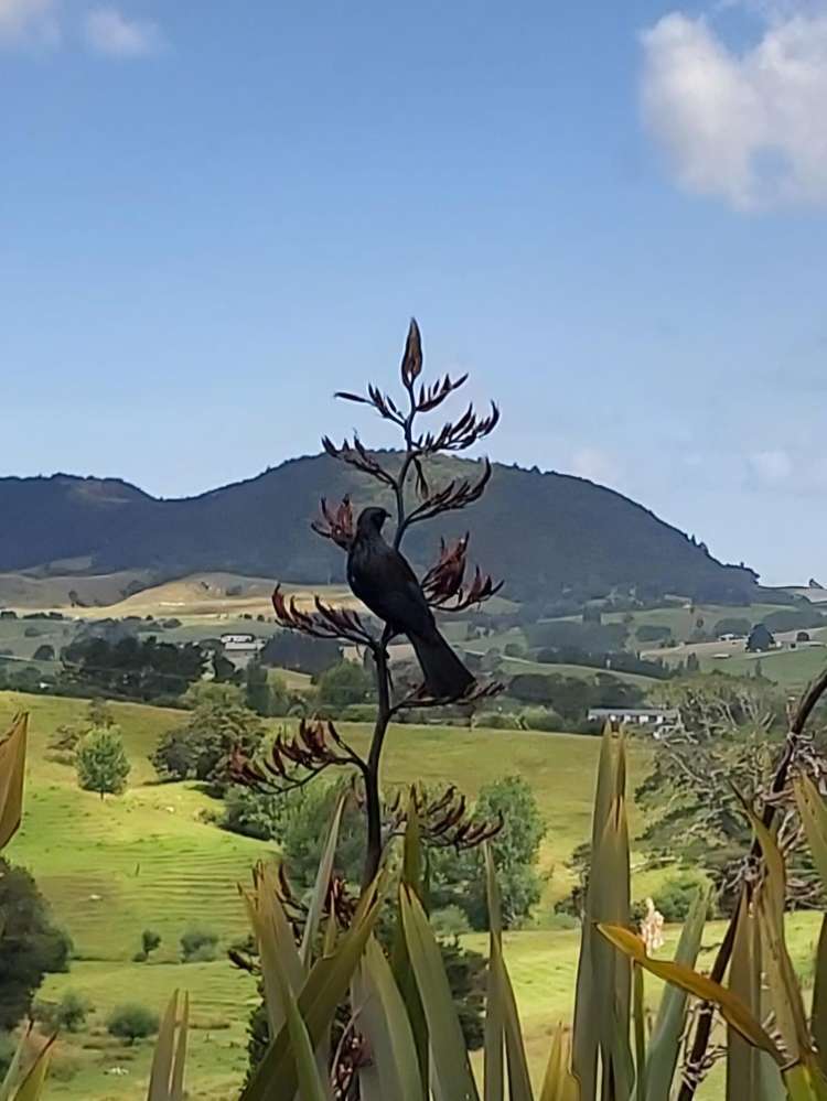 26 Puriri Glade_3