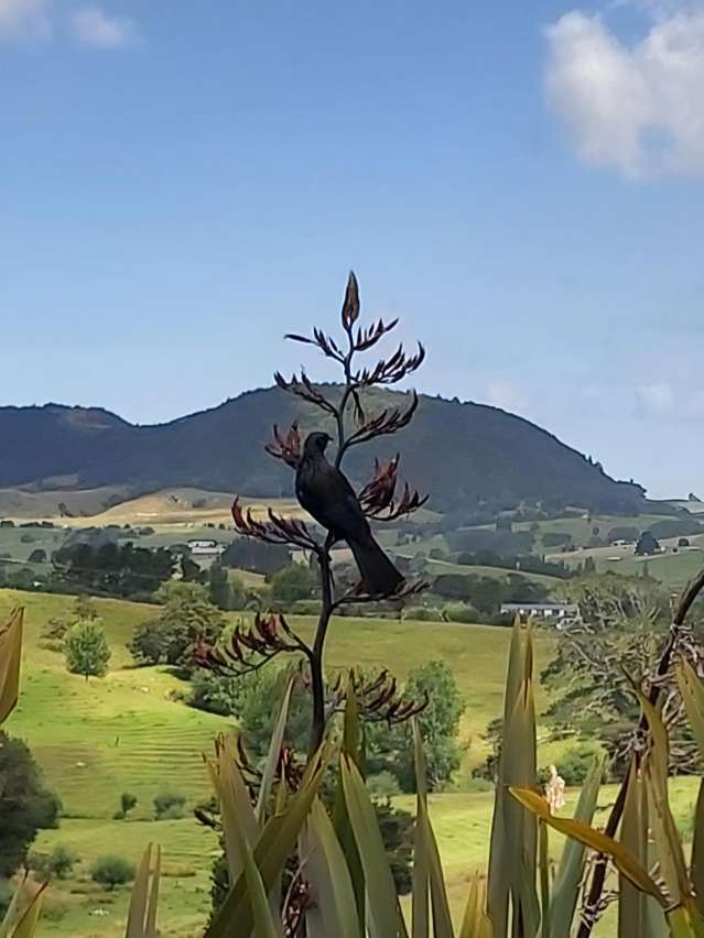 26 Puriri Glade Maungaturoto_4