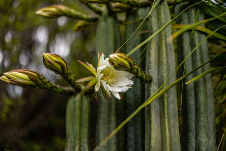 3 Kotare Heights Kerikeri_14