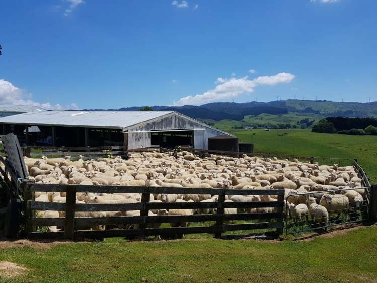 821 Waitetuna Valley Road Raglan_19