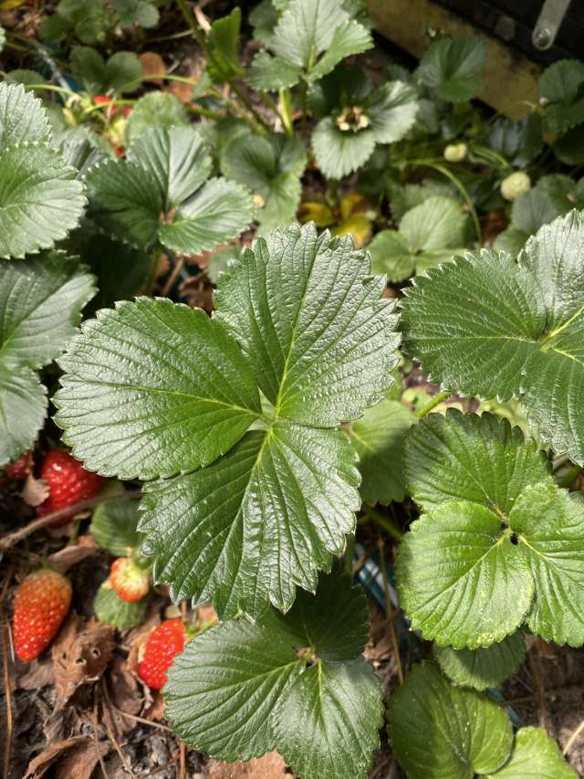 35 Sydney Street Invercargill_3