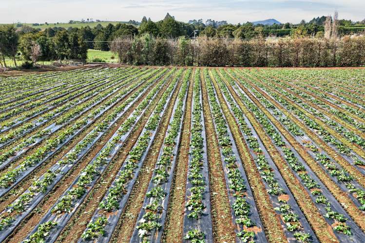 694 Mangakahia Road Poroti_14