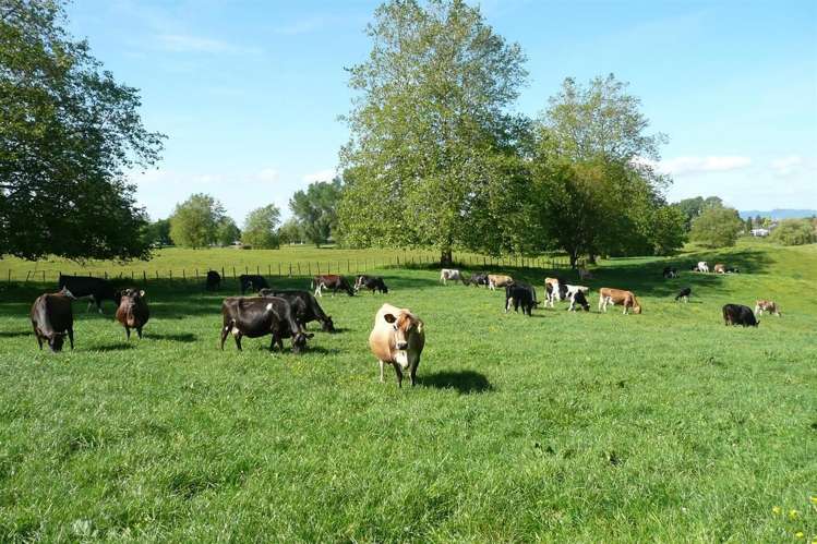 5 Overdale Road Putaruru_18