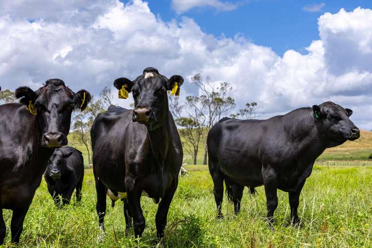 Bankier Road Horsham Downs_23