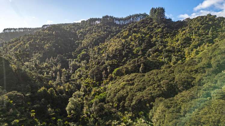 982B Manaia Road Coromandel_18