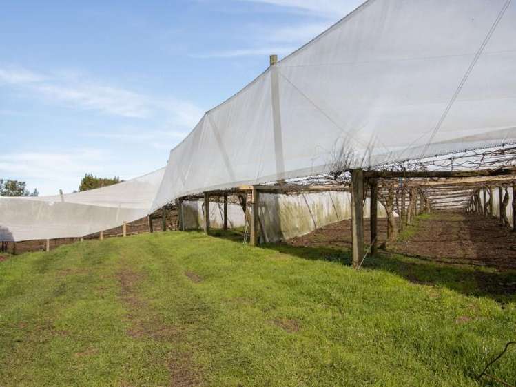 229 Walford Road Katikati_7