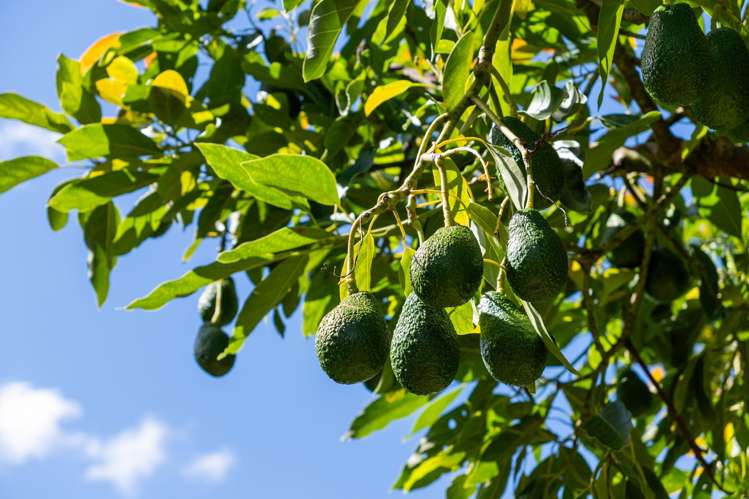 42 Ferry Road Waerenga-A-Hika_6