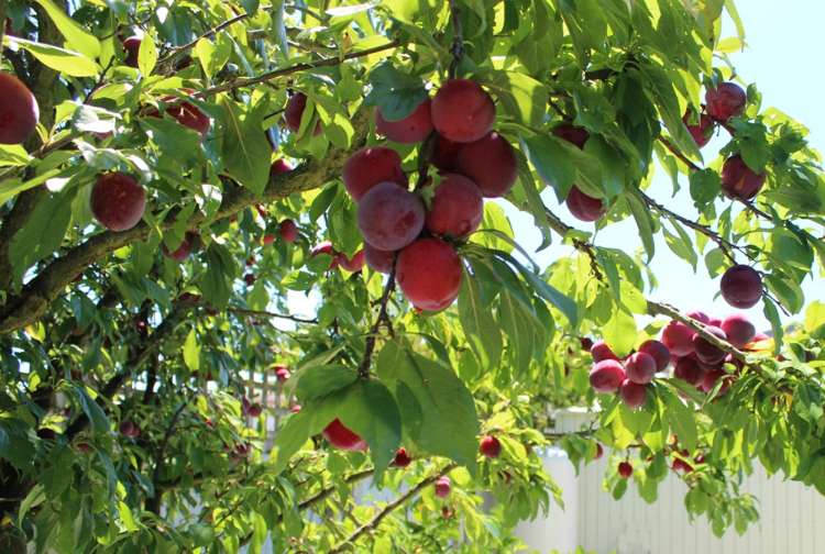 32 Richmond Road Carterton_16