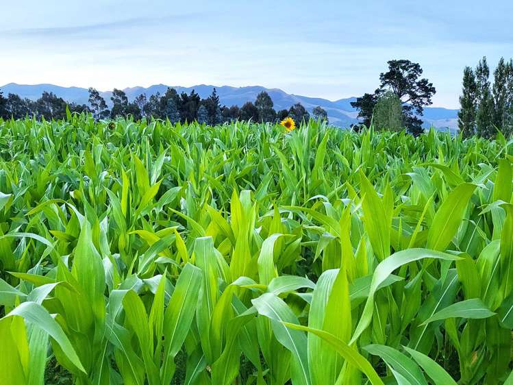 48 Gardiners Road, Starvation Hill Oxford_6