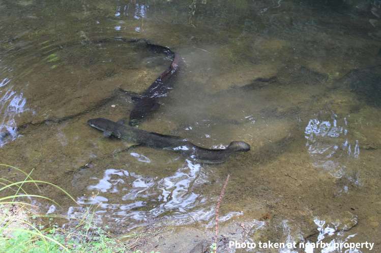 411a Henderson Valley Road Henderson Valley_16