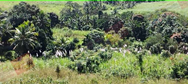 Address withheld Labasa_8