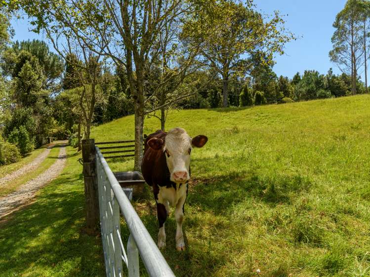 99c Ross Road Whakamarama_17