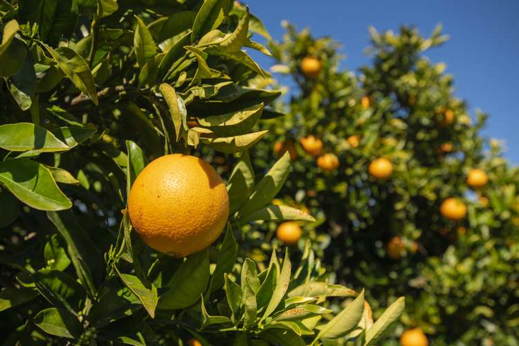 1286 Matawai Road Ormond_1