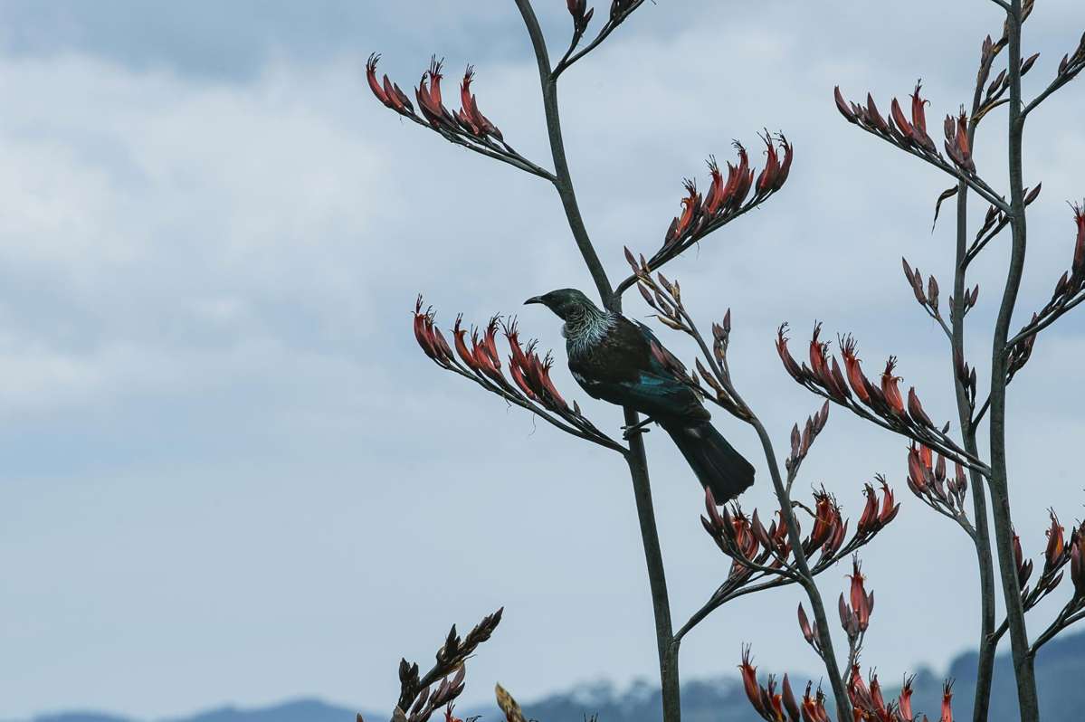 Lot 1, 92 Hahei Beach Road_2