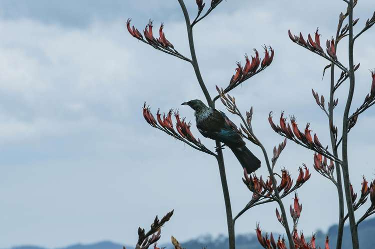 Lot 1, 92 Hahei Beach Road Hahei_6