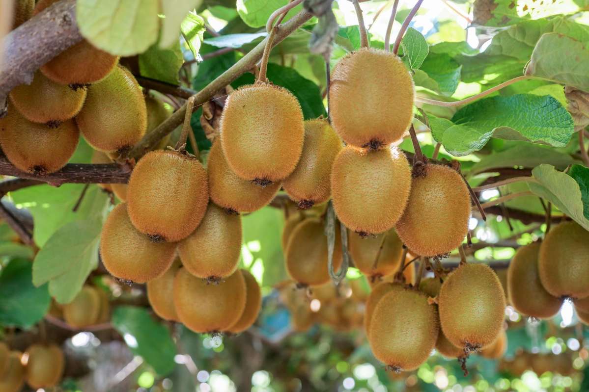 206 Casuarina Drive_5