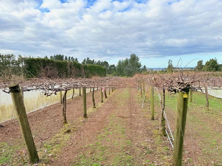 881B Te Matai Road Te Puke_17