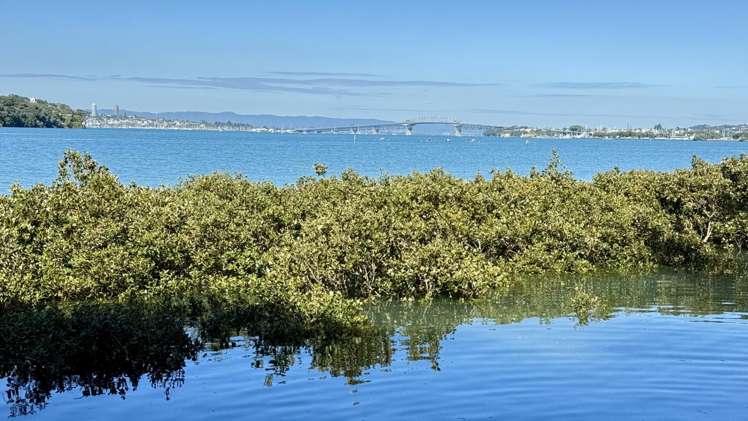 83 Ngataringa Road Devonport_35