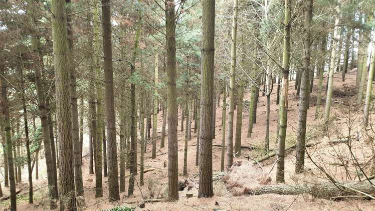 Tuapeka West Road Lawrence_8