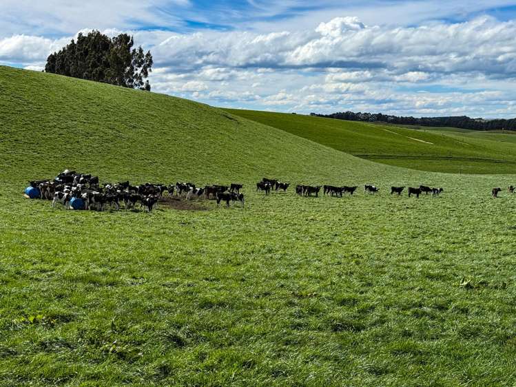 316 McDonald Road Pukerau_15