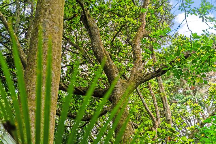 48 Whatitiri Road Maungatapere_19