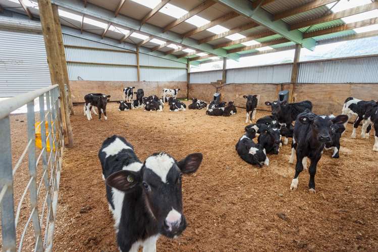 109B Te Tuhi Road, Okauia Matamata_13